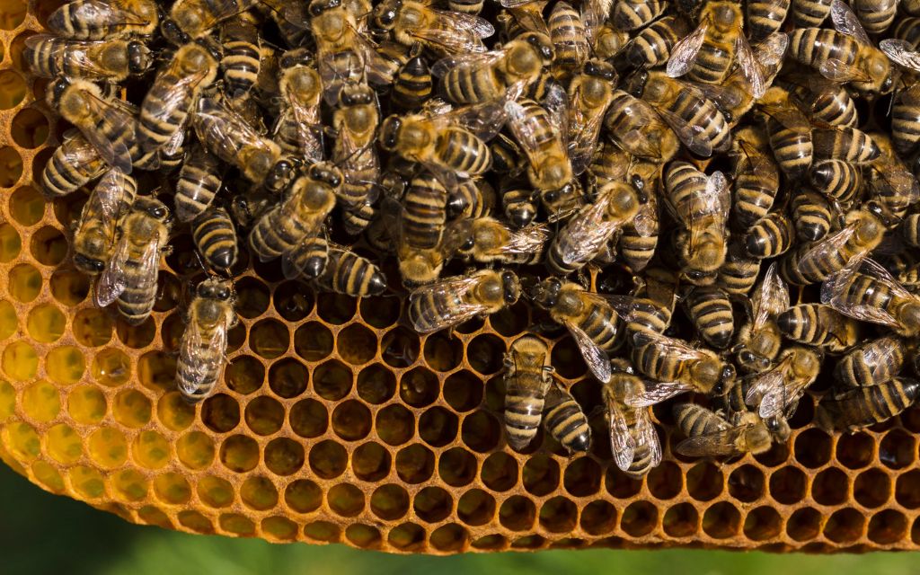 Bezpłatne badanie węzy