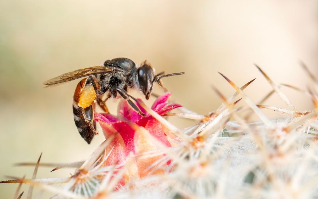 pszczołą karłowa