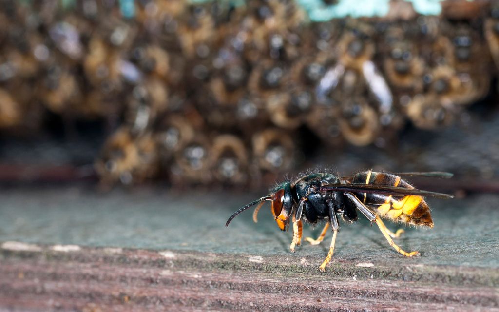 szerszeń azjatycki vespa velutina na wlotku