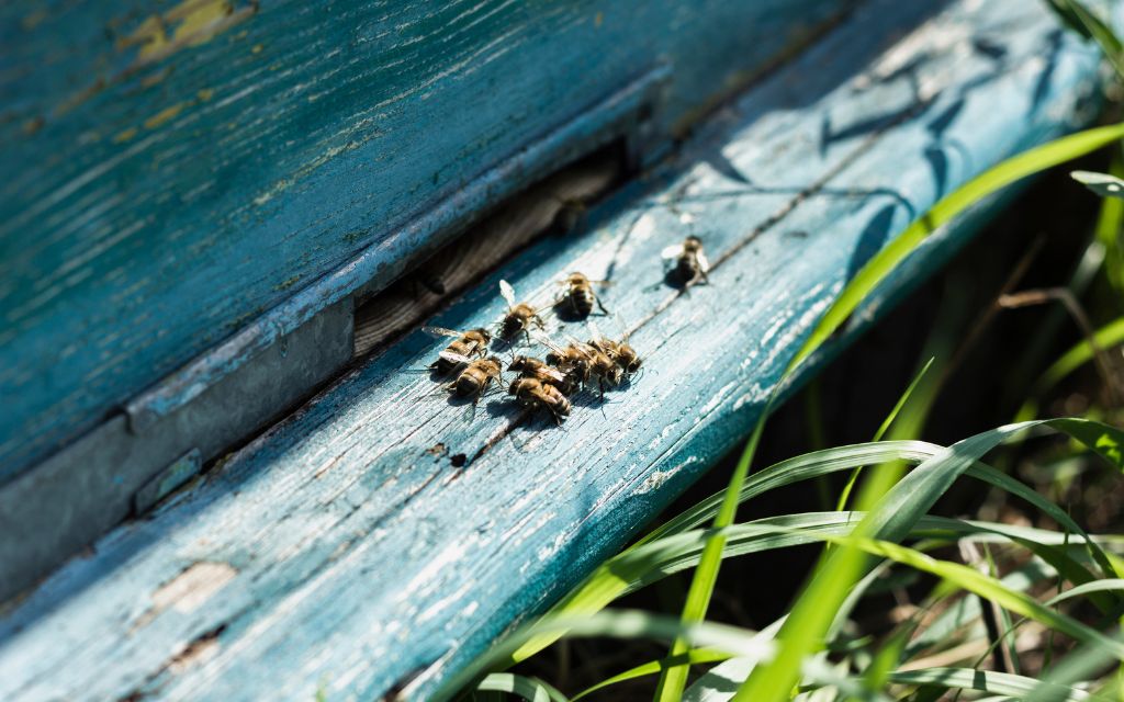 zbyt długa trawa w pasiece