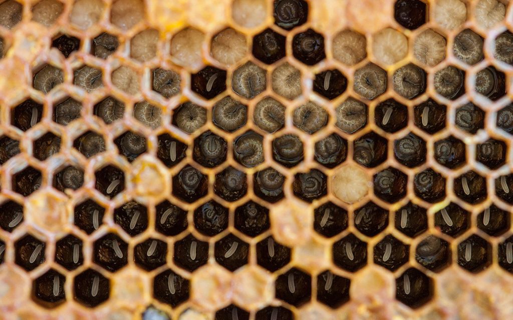 Jaja jako narzędzie oceny sytuacji w ulu