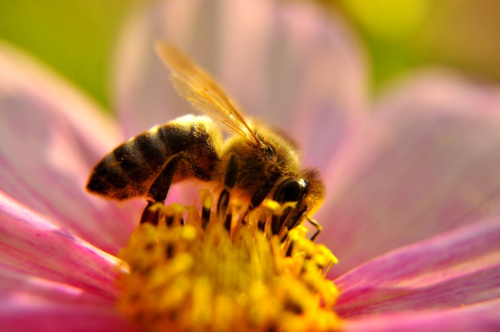 pszczeli umysł potrafi więcej