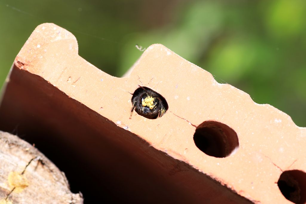 Cegły dla pszczół w nowo budowanym ośrodku w brytyjskim Brighton & Hove 