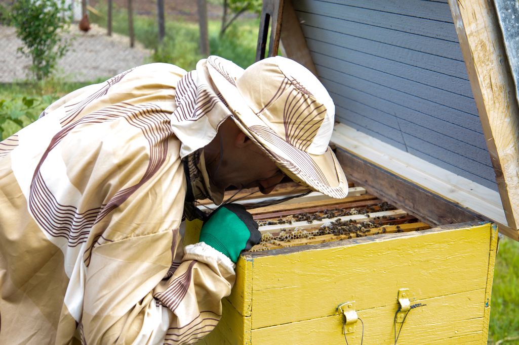 czym się różni Tropilaelaps od Varroa