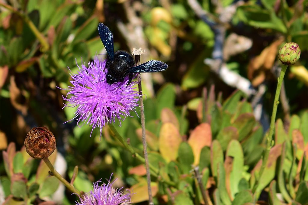 W Roztoczańskim Parku Narodowym zauważono ściśle chronioną zadrzechnię