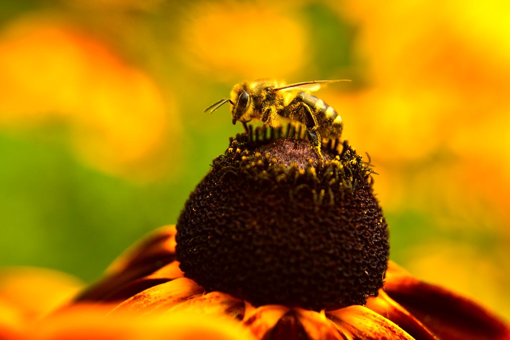W Austrii w ciągu 30 lat odnotowano spadek 25% pszczół