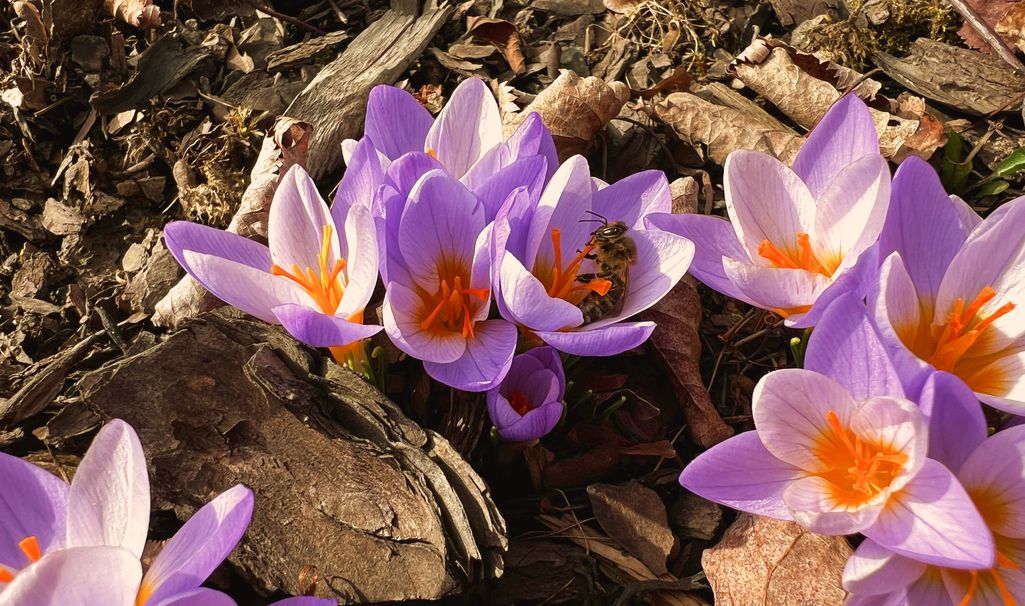 Dotacje w ramach projektu Małopolska Pszczoła