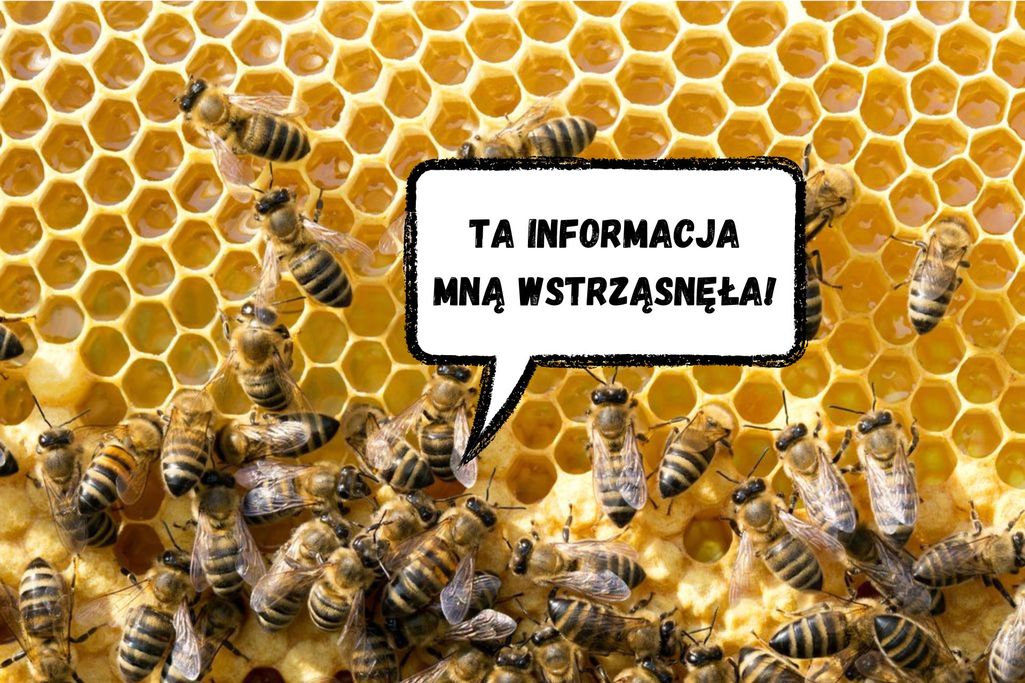 komunikacja pszczół to mną wstrząsnęło