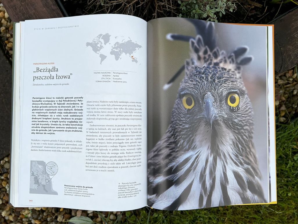 książka Życie pszczół