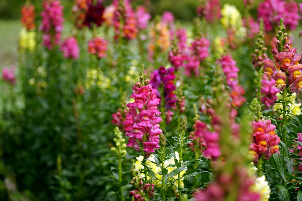 rośliny słyszą pszczoły