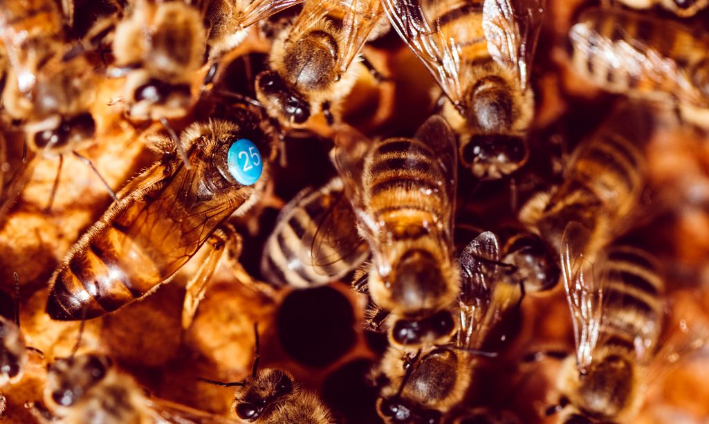 Te opalitki, a ta opalitka czy ten opalitek?