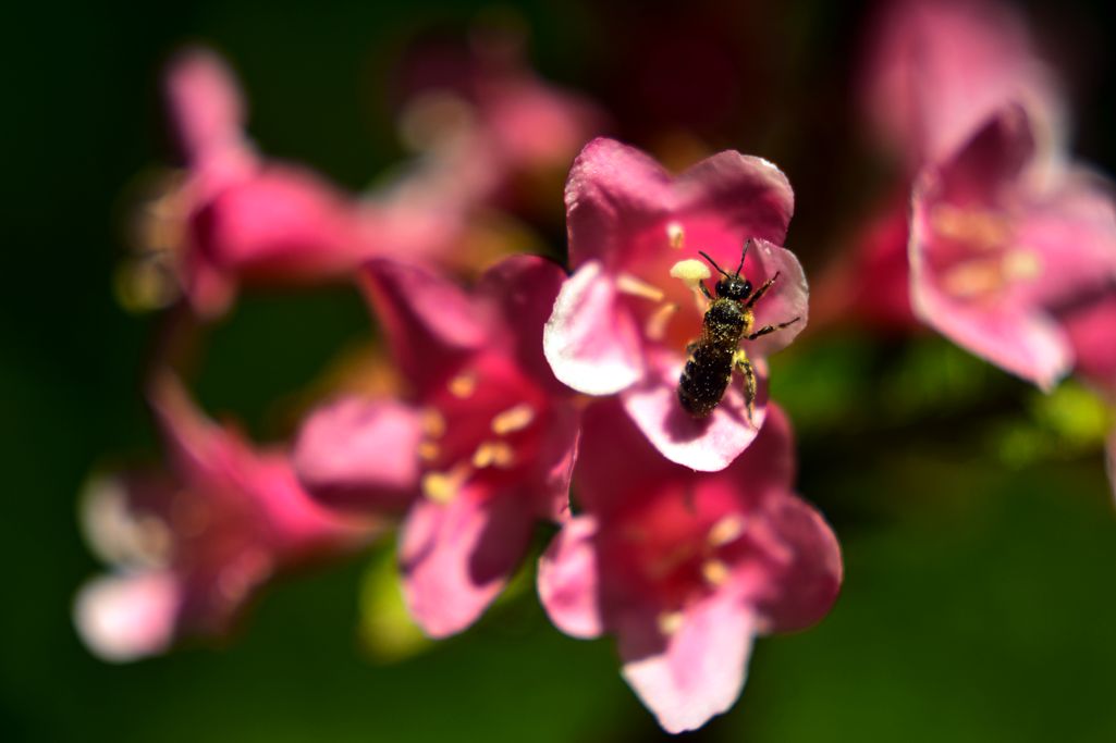 Dzikie pszczoły są coraz mniejsze przez zmiany klimatu