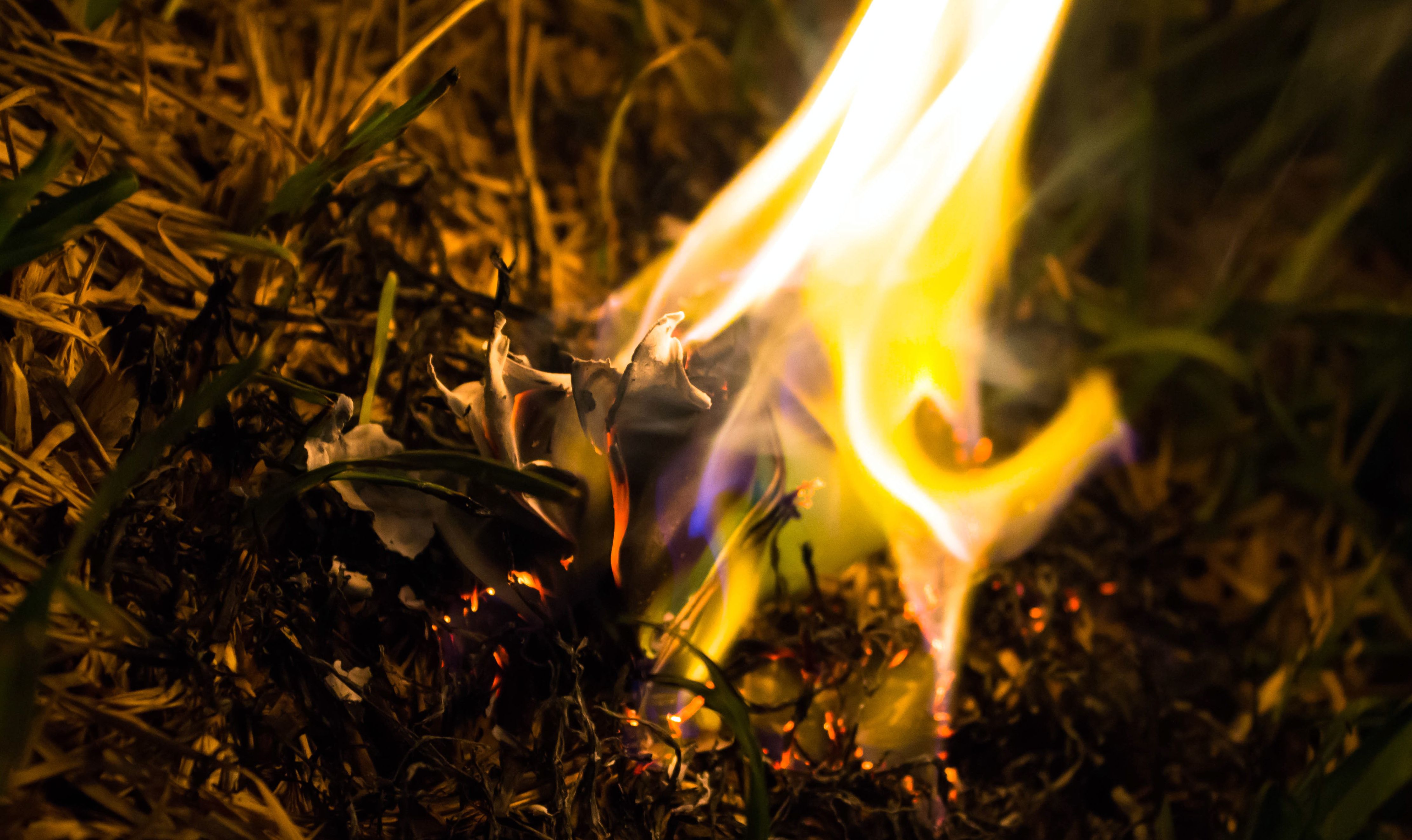 Pół miliona pszczół zginęło w podejrzanym podpaleniu w Almere