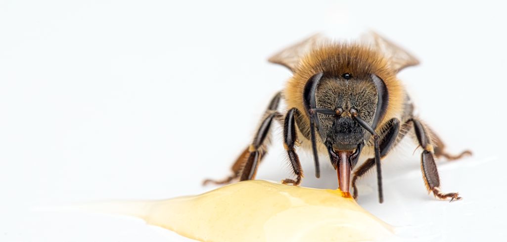 pszczoła pije nektar