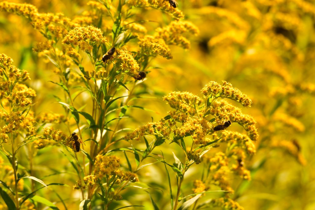 nawłoć fot. Aga Wielińska