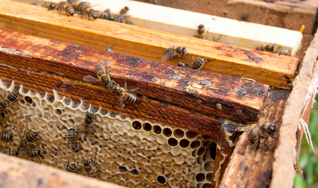 trofalaksja pszczół