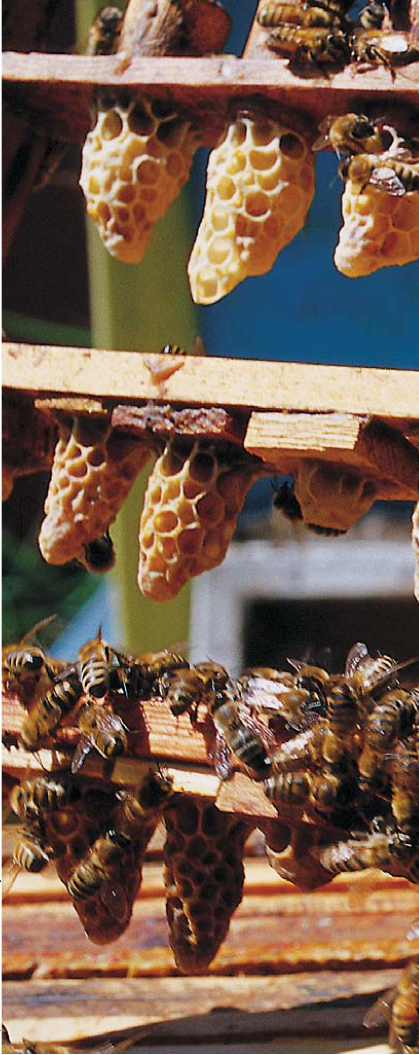 Zakup czy wychów matek w pasiekach zawodowych