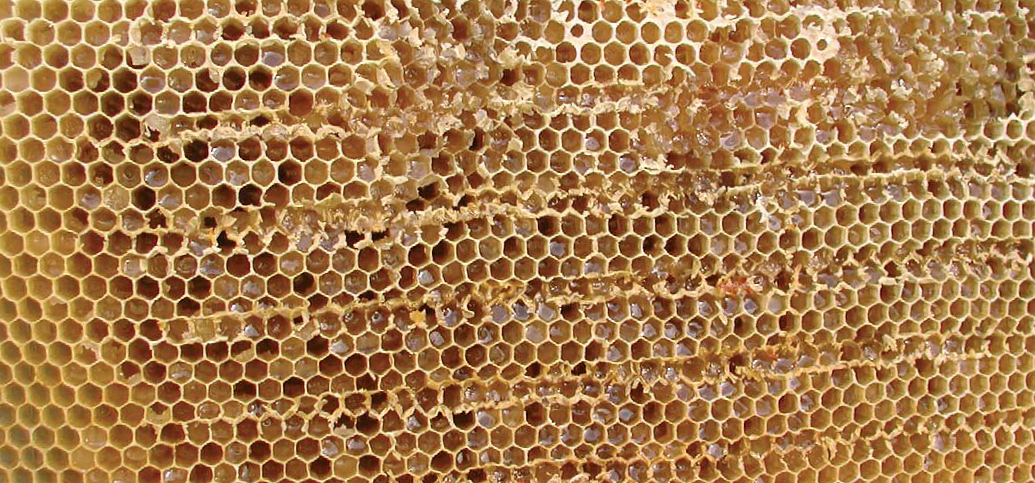 MELECYTOZA – co to takiego?