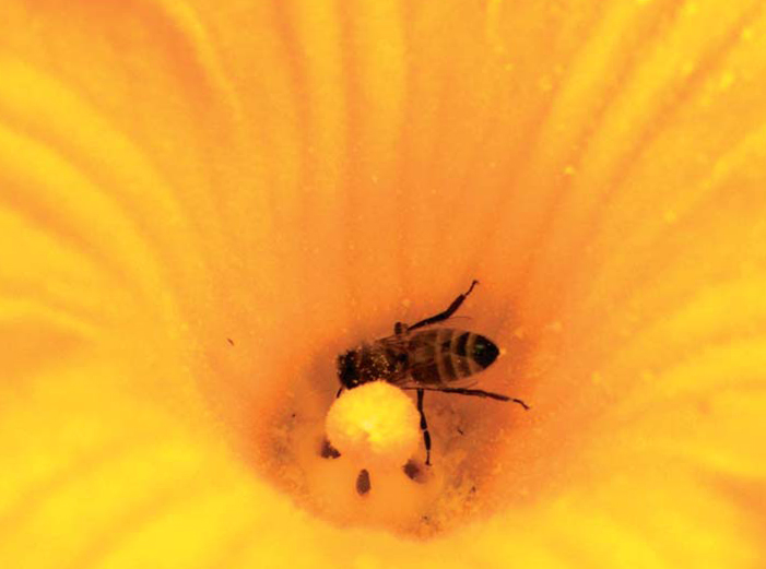 Ekspresja instynktu u pszczoły miodnej