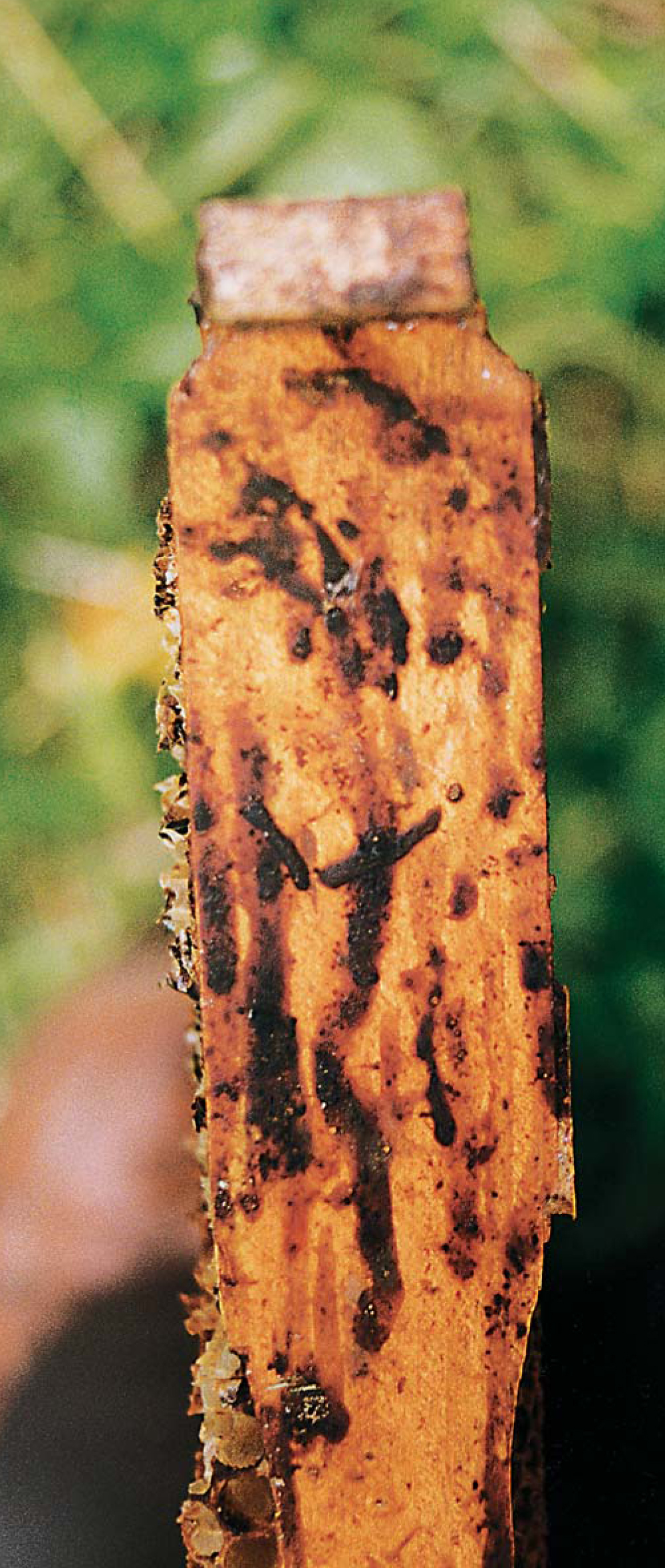 Wiosenne kłopoty z chorobą zarodnikową 