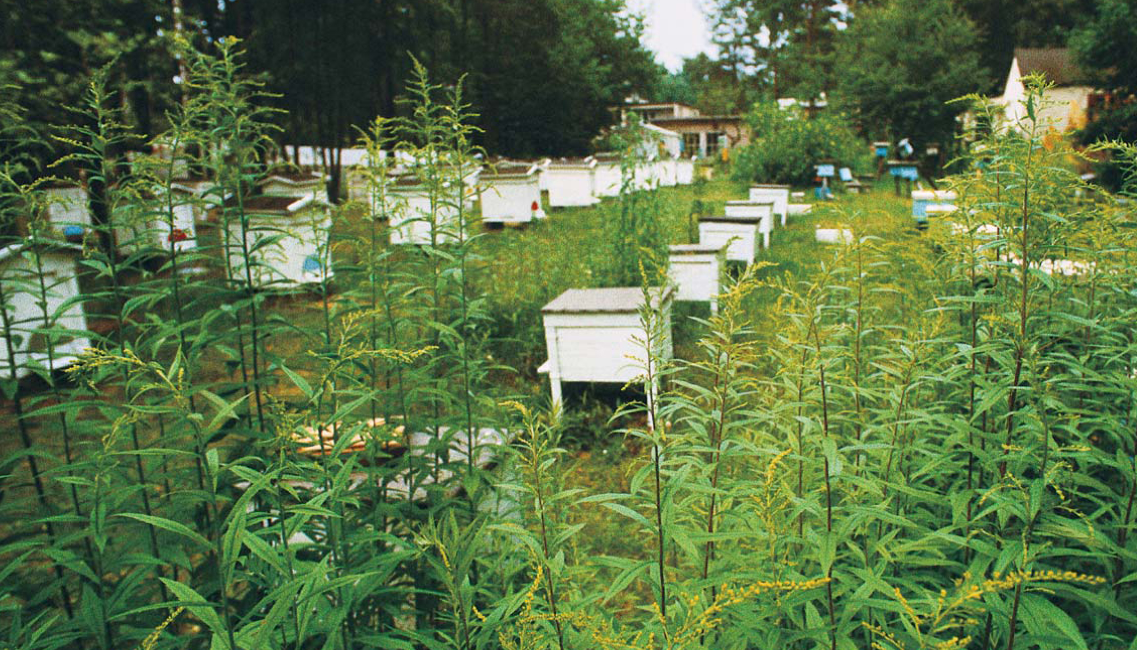 PSZCZELARSTWO ekologiczne w krajach UE (na przykładzie Niemiec) 