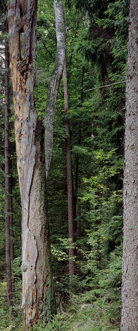 Ślady dawnego bartnictwa