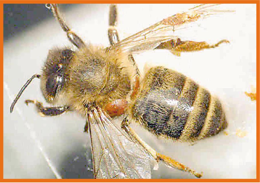 Varroa Destructor