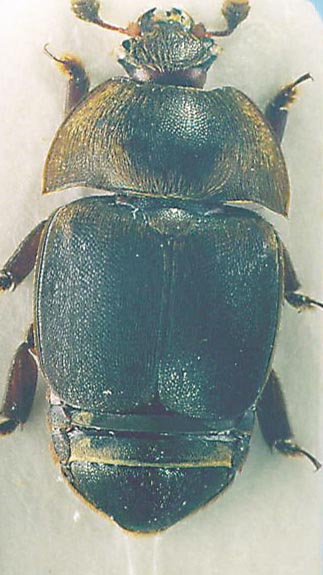 Inwazja małego chrząszcza ulowego