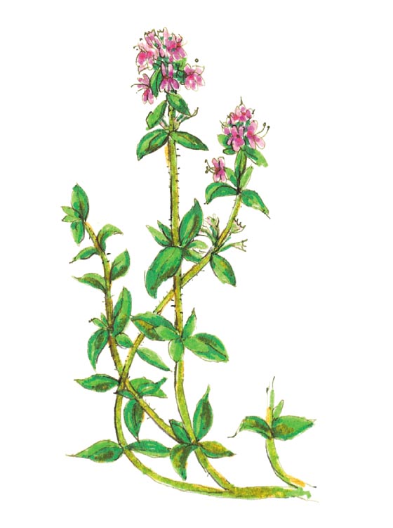 OD ZIOŁOMIODÓW DO SŁODZI ZIOŁOWYCH