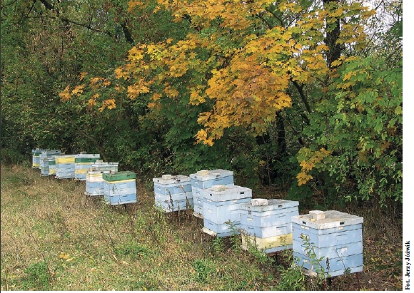 Jesień w pasiece