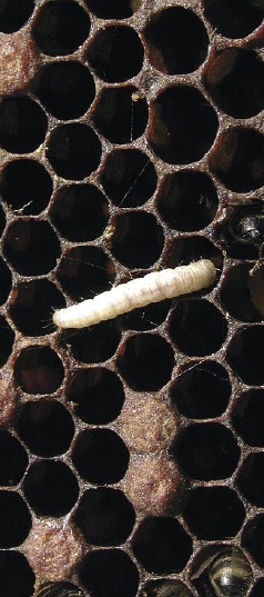 Ochrona Sanitarna pasieki w praktyce