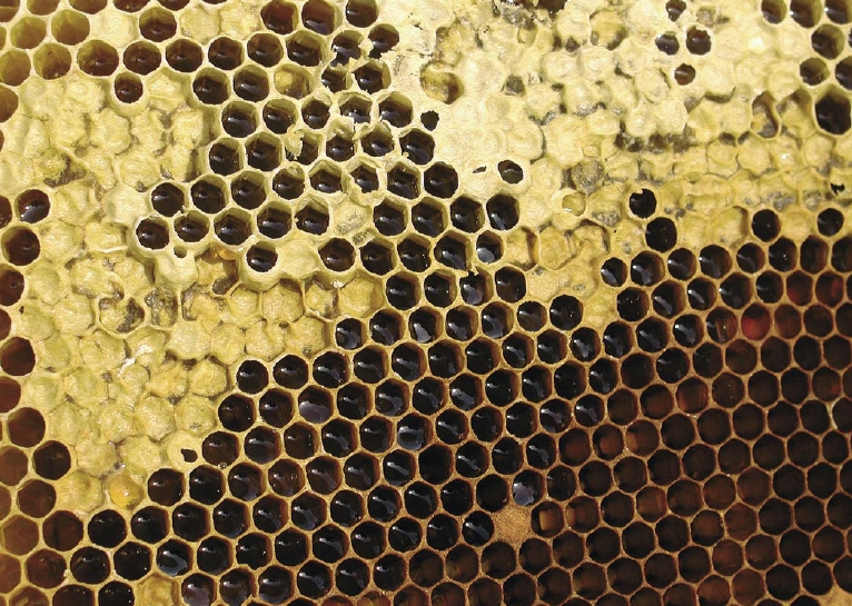 Problemy z jakością miodu na rynku krajowym