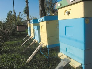 Jaki typ ula wybrać dla naszej pasieki? cz.ΙΙ