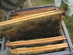 Nowa zabawka czy prawdziwe narzędzie?