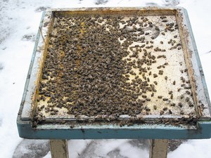 Czy możemy uniknąć skażenia ula, wykonując zabiegi przeciw warrozowe?