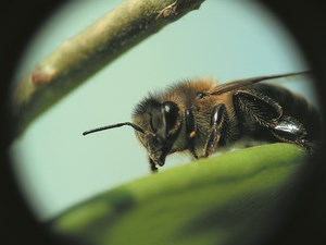 Obrona rodzin przed chorobami