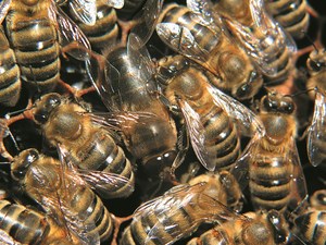 Porozmawiajmy o trutniach