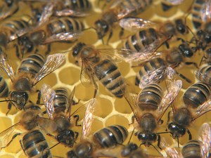 Wosk pszczołowatych
