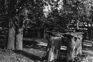 Od Borków do Pasiek cz.ΙΙ Historia pszczelarstwa w Puszczy Białowieskiej