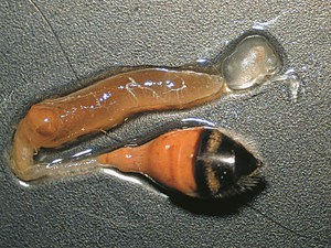 Choroby zakaźne czerwia i pszczół