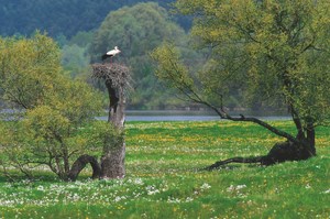 Od pierwszego oblotu