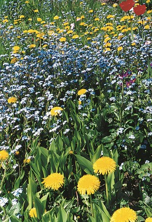 Silne pszczoły wiosną