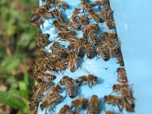 Nie dopuścić do rójki!