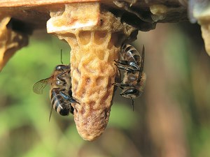 Porozmawiamy o hodowli