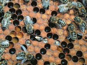 Grzybice czerwia i pszczół