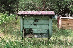 O rojach i macierzakach