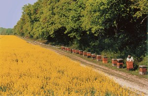 Pszczelarstwo we Francji 