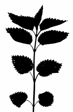 Robimy ziołomiód z pokrzywy