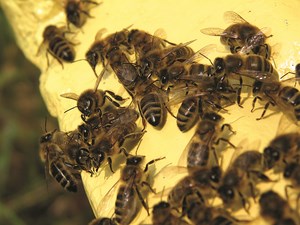 Rabunki i pszczoły rabujące