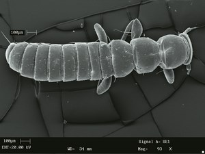 Inwazja larw oleic na pszczołę miodną